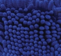 Zestaw Mop płaski Ceramic z mikrofibry Master S-016 + kij
